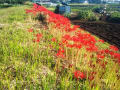 土手に咲く彼岸花の花