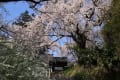 近くの寺清水寺、典厩寺、光林寺と松代の杏