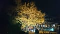 西念寺の大銀杏ライトアップ2016