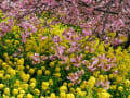 松田山の河津桜と菜の花