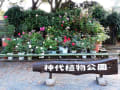 秋の薔薇（神代植物公園)