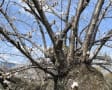 南水苑の桜