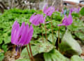 高橋山野草公園２０１７年４月２５日