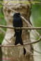 [29]Greater racket-tailed Drongo21Sep2011-09p-s.jpg