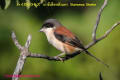 [22]Burmese Shrike11Sep2013-05a-s.jpg