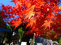 宮島の紅葉（１１月２６日撮影）