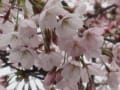 五稜郭公園の桜