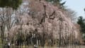 真間山　弘法寺　伏姫桜　満開