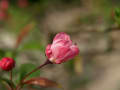 鎌倉 妙本寺 花海棠2012.4