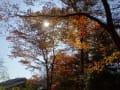 赤城自然園・紅葉～自然の風景～森林セラピー