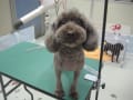 トリミング犬ご紹介　50枚