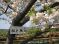 京都　長岡天満宮の八重桜