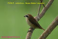 [20]Brown Shrike4Oct2011-03p-s.jpg