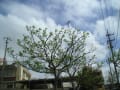台風17号で枯れ木同然となった木々に新芽が出る