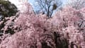 a cherry blossom ＠和歌山城