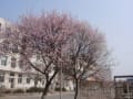 開発区の桜