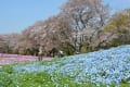 桜と芝桜　春満喫　5ｃｍ/ｓ　ぽんぽこぽんのぽん　うなぎ
