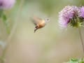 昆虫、小さな生き物