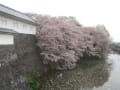 霞城公園の桜