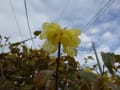 冬の庭・・・残る数枚の葉っぱ、季節の花～