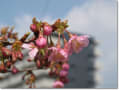 河津桜（倉敷川）