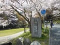 長等公園の桜　　上賀茂神社の枝垂れ桜