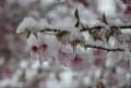 [4]再び高島城の雪見桜