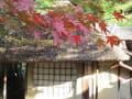 東山参道に彩りの秋を見っけ！