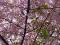 １２年４月と四季折々　花たち