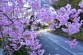 京都真如堂の桜　2018