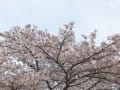 ささやまの森公園の桜