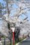 岡崎伊賀川堤の桜並木