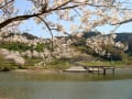 2011　鋸南町佐久間ダムの桜
