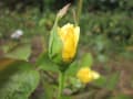 茨城県・フラワーパークの草花の紹介