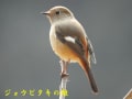 鳥さん　２