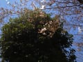 4月4日晴れ。青空に桜咲き、川西緑台高校放送部来校す