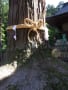 [13]富士吉田の北口浅間神社の大杉