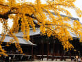 西本願寺の銀杏