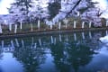 米沢上杉神社の桜（日の出前）