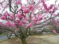 2013年　梅見！ 桜見！