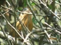 野鳥が少ないので花を撮影しました