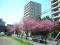 住宅内の八重桜