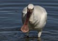 野鳥の世界(ヘラサギ)スライドショーで拡大してお楽しみください。