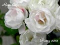 ローズカフェの薔薇  * ２０１２ * 秋 *