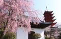 ２０１２宮島の桜