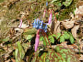2013年4月22日キトウシ森林公園