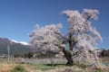 桜の撮り忘れの無いように隈なく