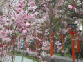妙見神社の桜