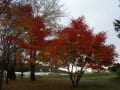 夕張市　滝上　今が盛りの「紅葉」