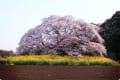 [27]吉高大桜　満開.jpg